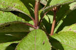 Coastal plain joe pye weed